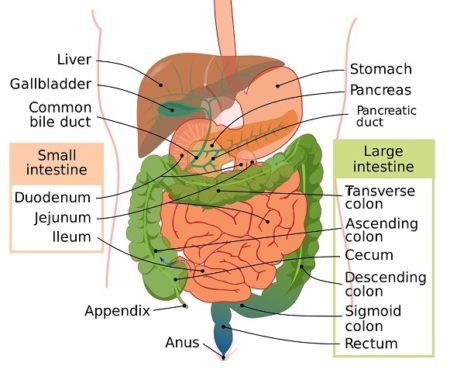 Digestive_system_diagram_en | FULL HEALTH SECRETS