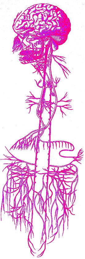 HOW PSYCHOBIOTICS INCREASE GOOD MOOD HORMONES SUCH AS GABA