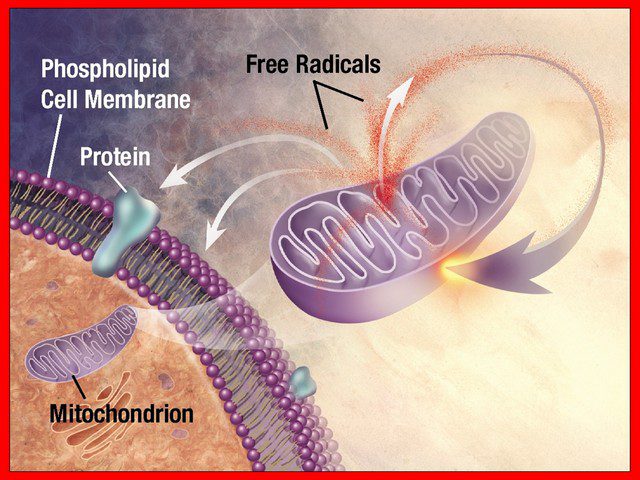 ANTIOXIDANTS & FREE RADICALS