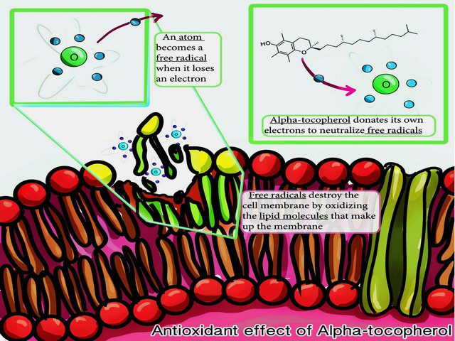 ANTIOXIDANTS & FREE RADICALS